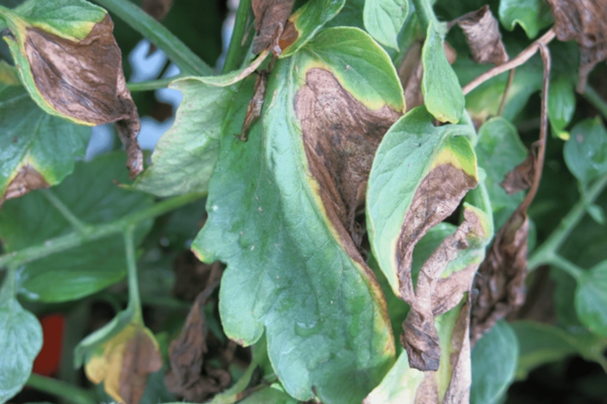 Verticillium wilt in tomatoes.png